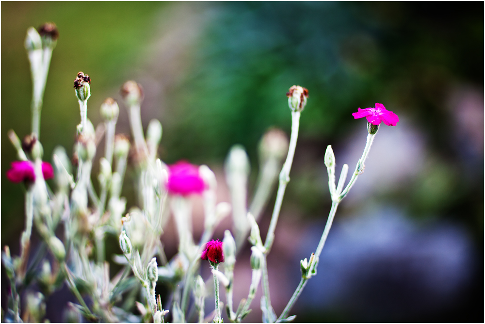 Fuchsia (Farbe)