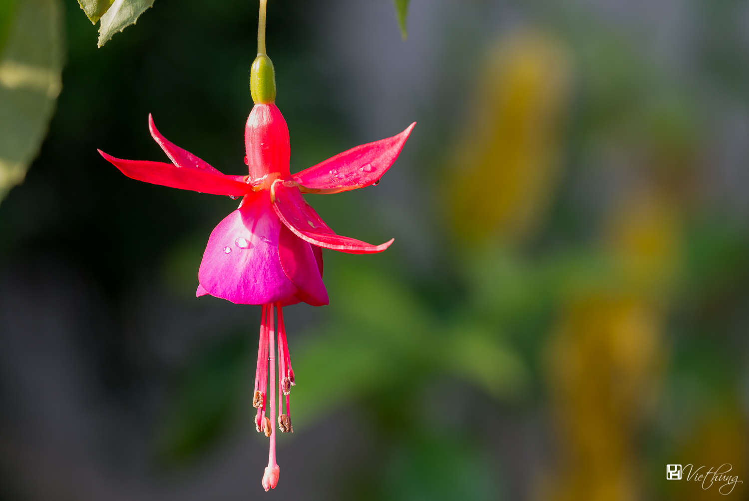 Fuchsia hybrida #1