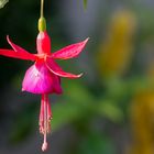 Fuchsia hybrida #1