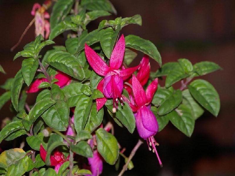 fuchsia in december