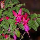 fuchsia in december