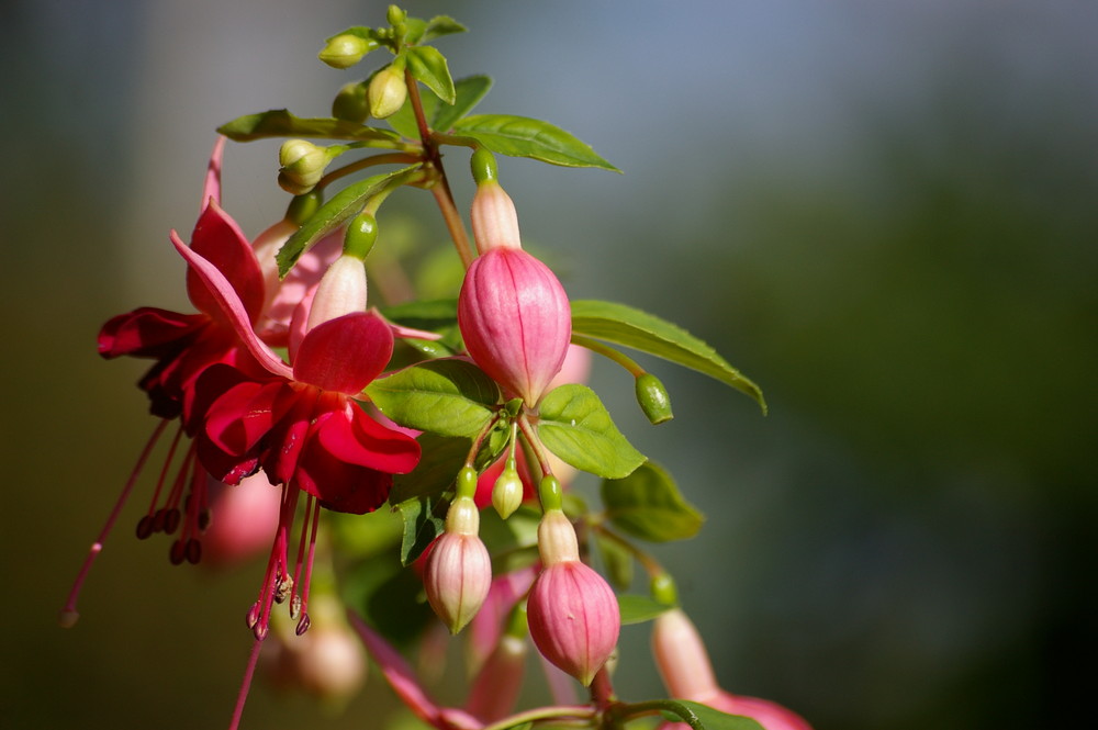 Fuchsia in morninglight.