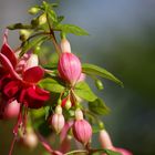 Fuchsia in morninglight.