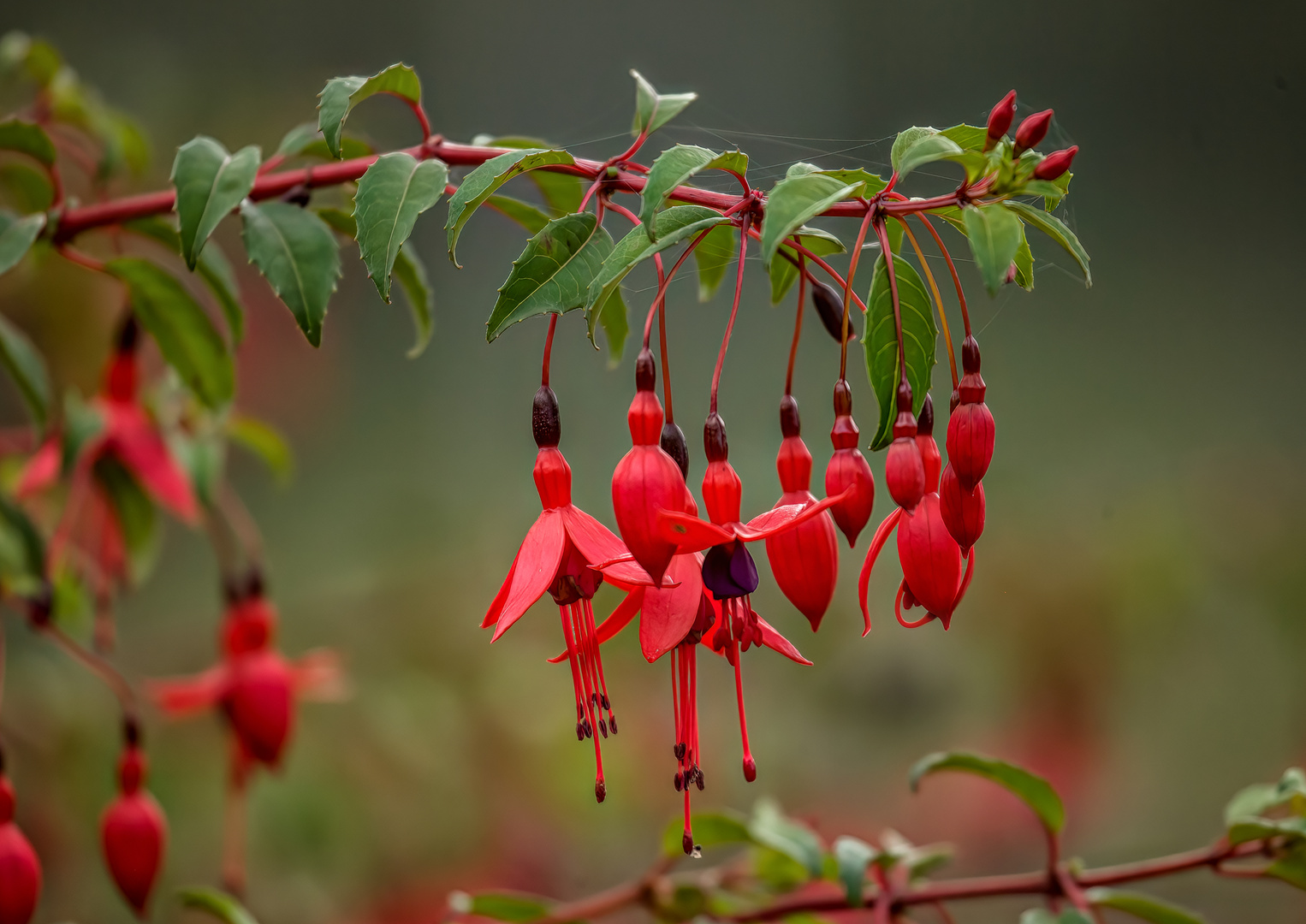 Fuchsia Lightning