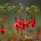 Fuchsia Lightning