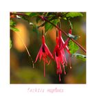 Fuchsia magellanica