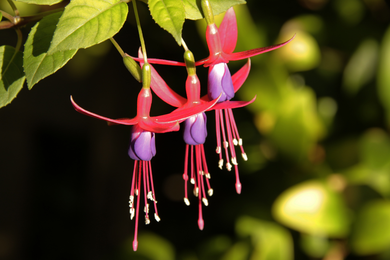 Fuchsia Magellanica Ricartonii Foto & Bild pflanzen, pilze & flechten