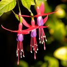 Fuchsia Magellanica Ricartonii