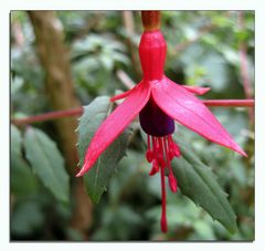 Fuchsia magellanica 'Riccartonii'