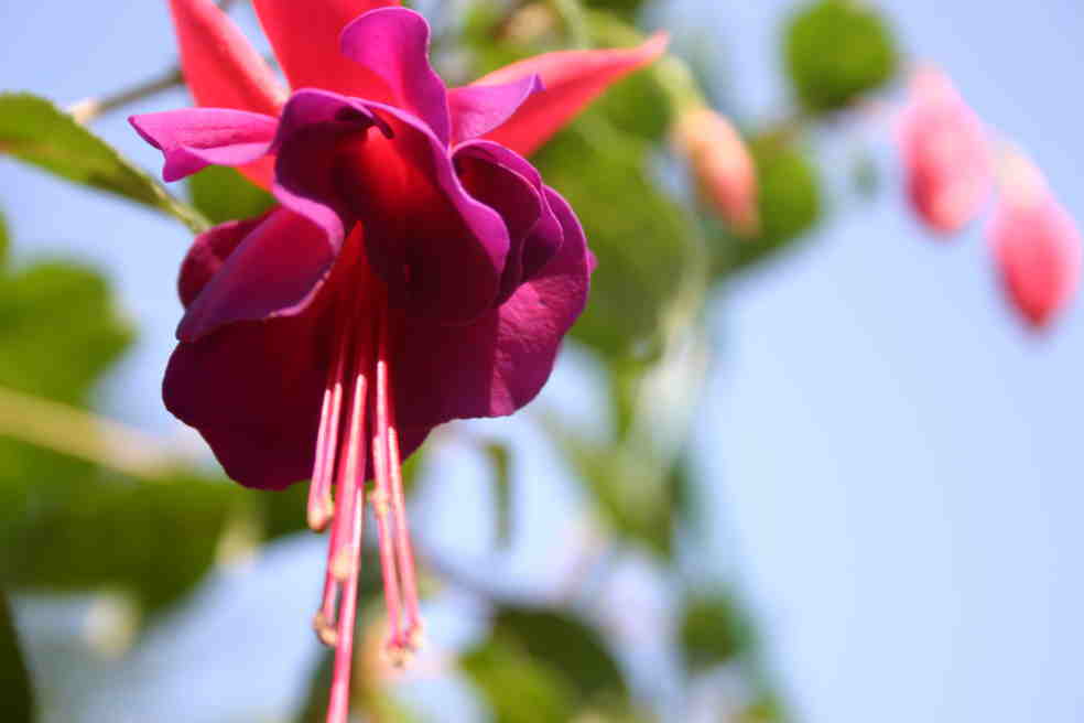 Fuchsia Original