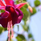 Fuchsia Original