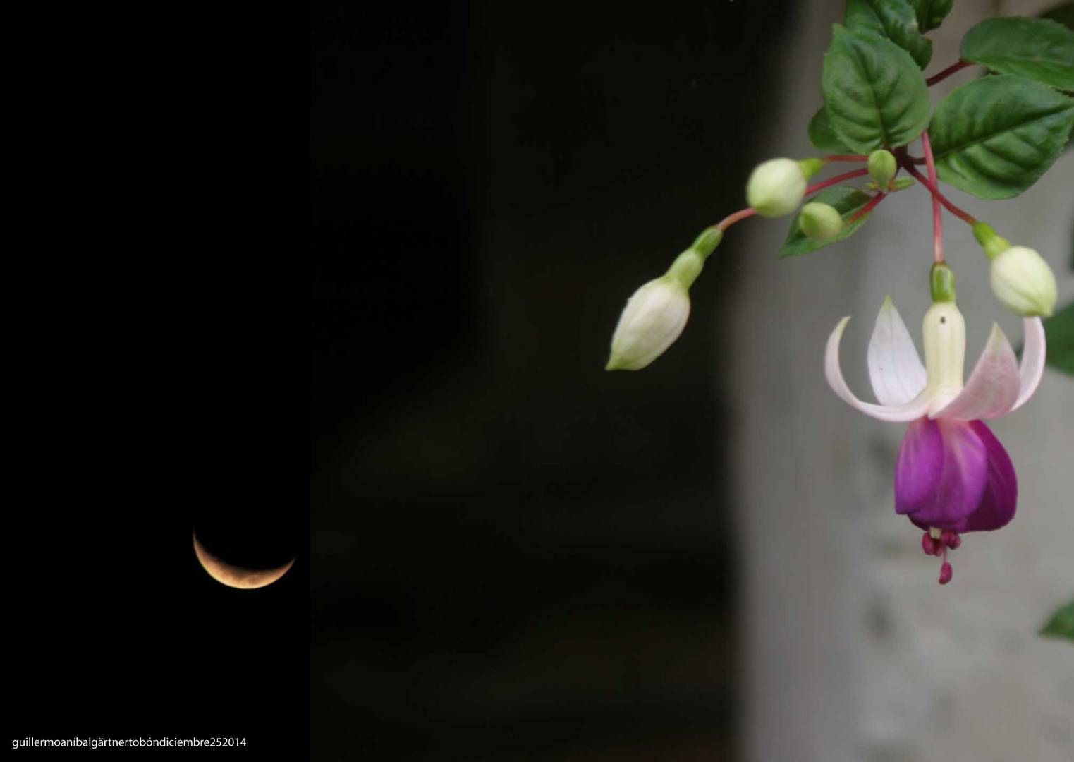 Fuchsia y luna