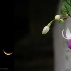 Fuchsia y luna