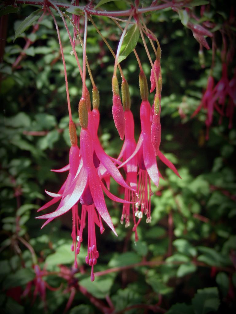 fuchsias