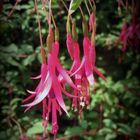 fuchsias