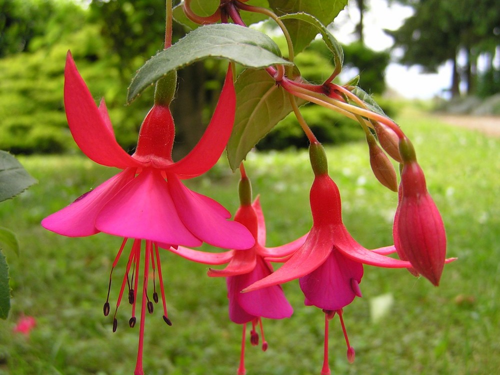 Fuchsias