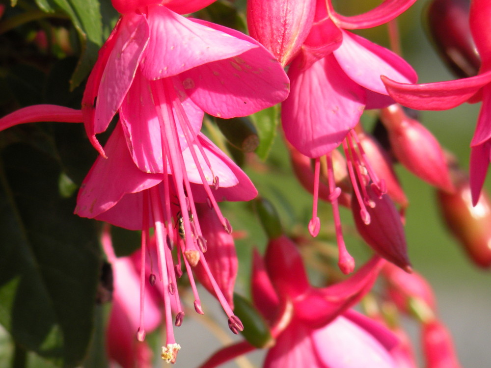 Fuchsie 1 von Olaf Putz 