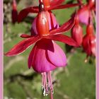 Fuchsie...