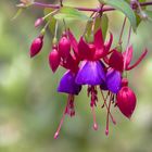 Fuchsie...