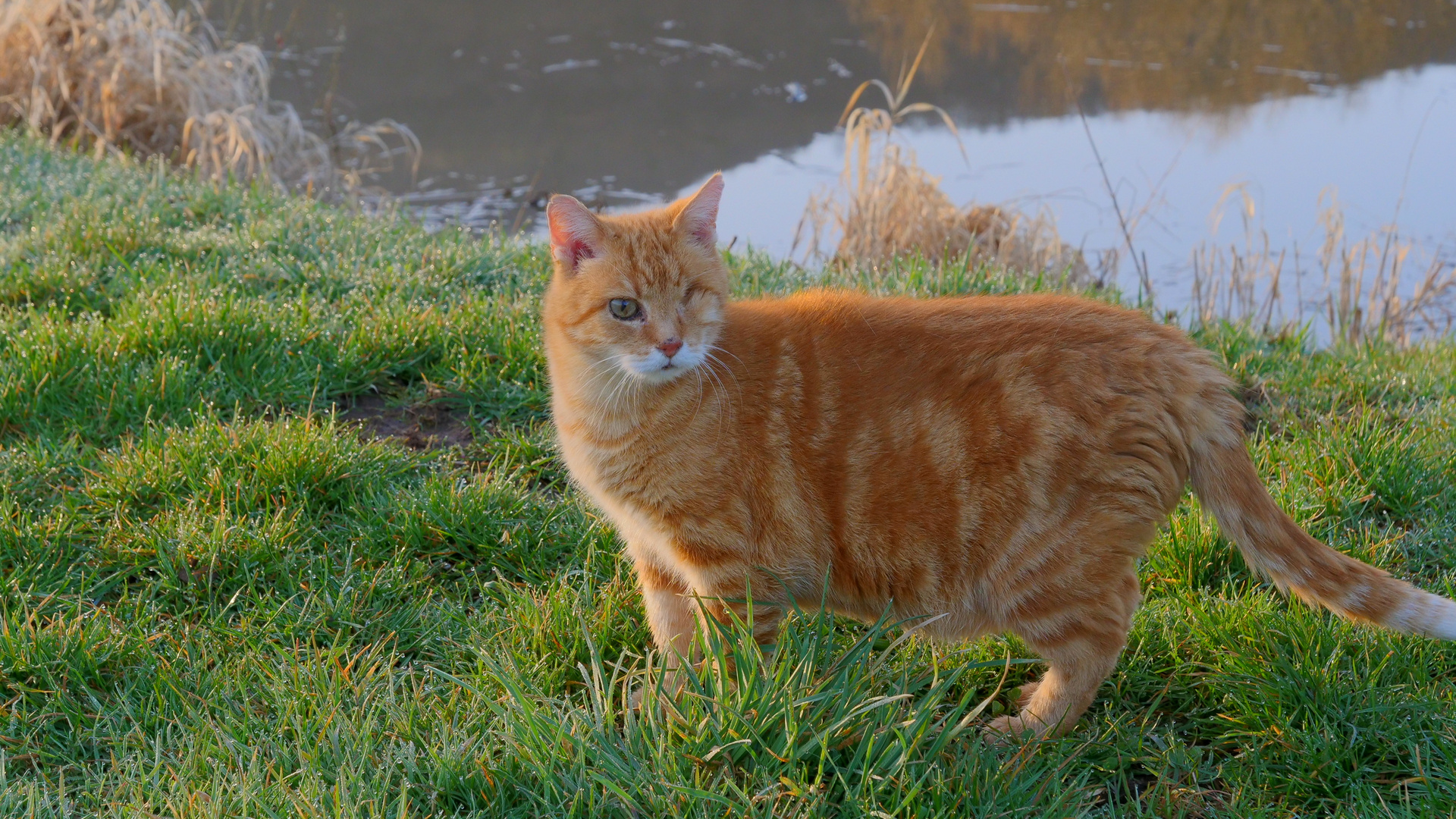 Fuchsie am See (Zorrito en el lago)