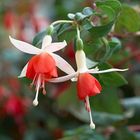 Fuchsie Anita