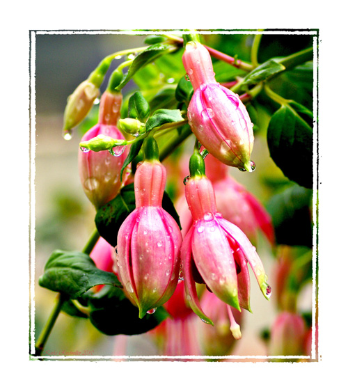 .. Fuchsie "Barabara" ....