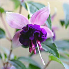 .. Fuchsie "Blautopf" ....