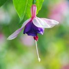 ... Fuchsie "Blautopf" ............