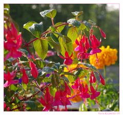 ... Fuchsie "Display" nach Sommerregen ....