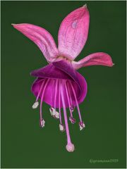 fuchsie (Fuchsia regia)  ....