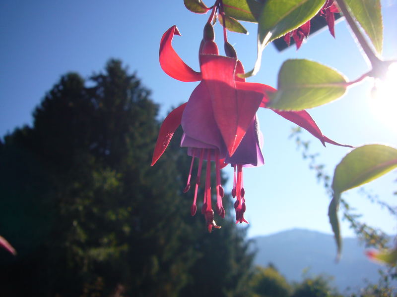 Fuchsie geniest die Sonne