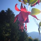 Fuchsie geniest die Sonne