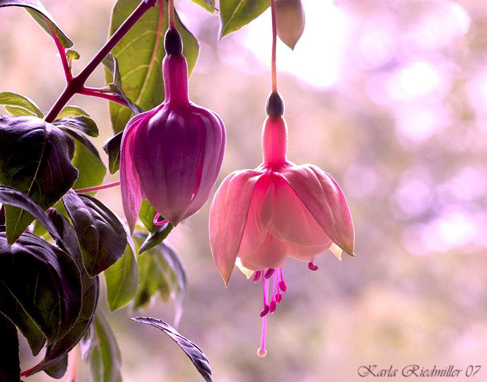 ... Fuchsie Helga Maria Ziller .....