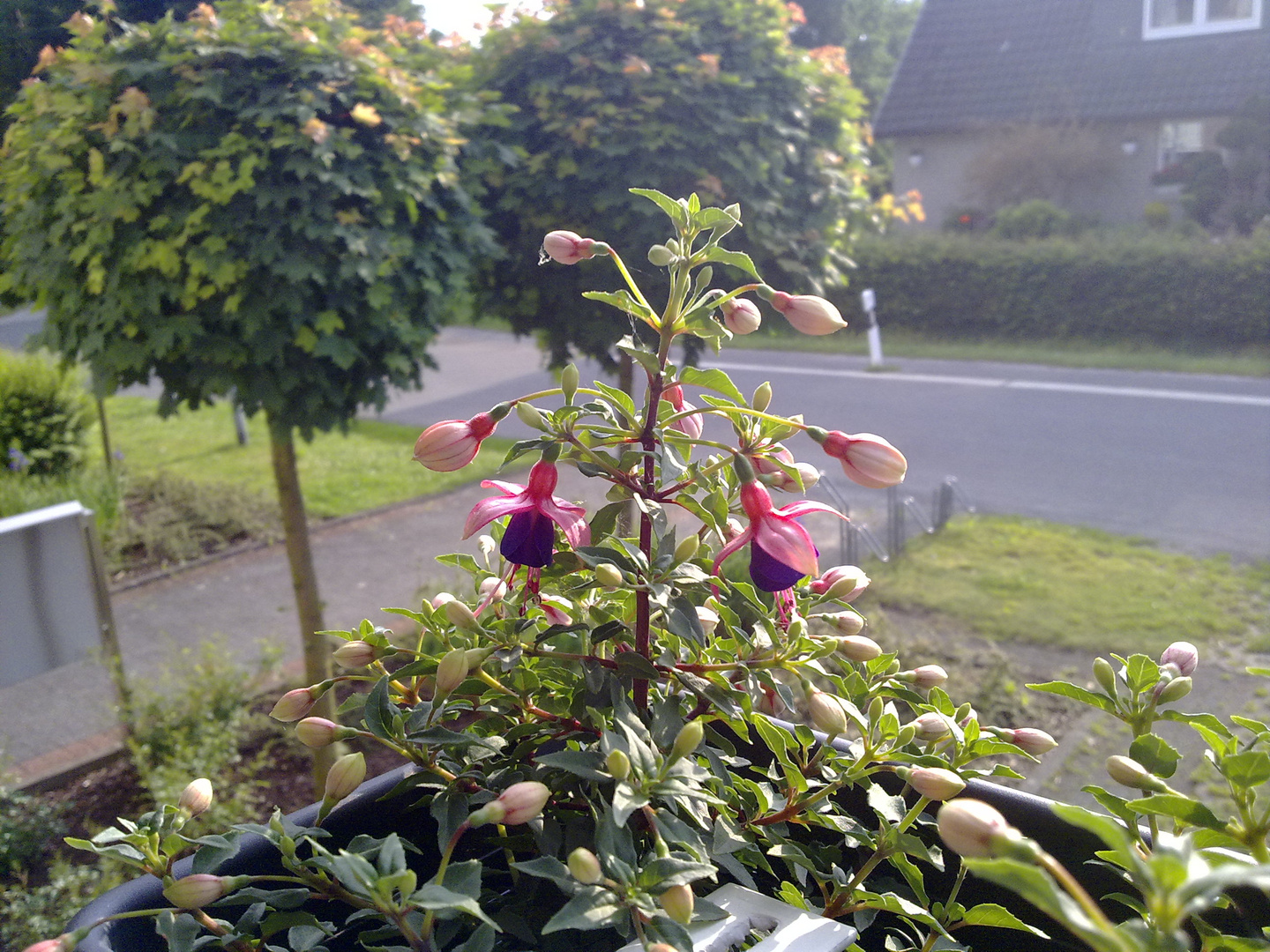 Fuchsie im Balkonkasten