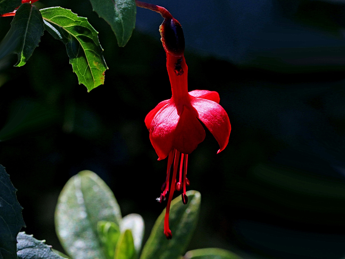 Fuchsie im dunkeln