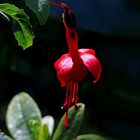 Fuchsie im dunkeln