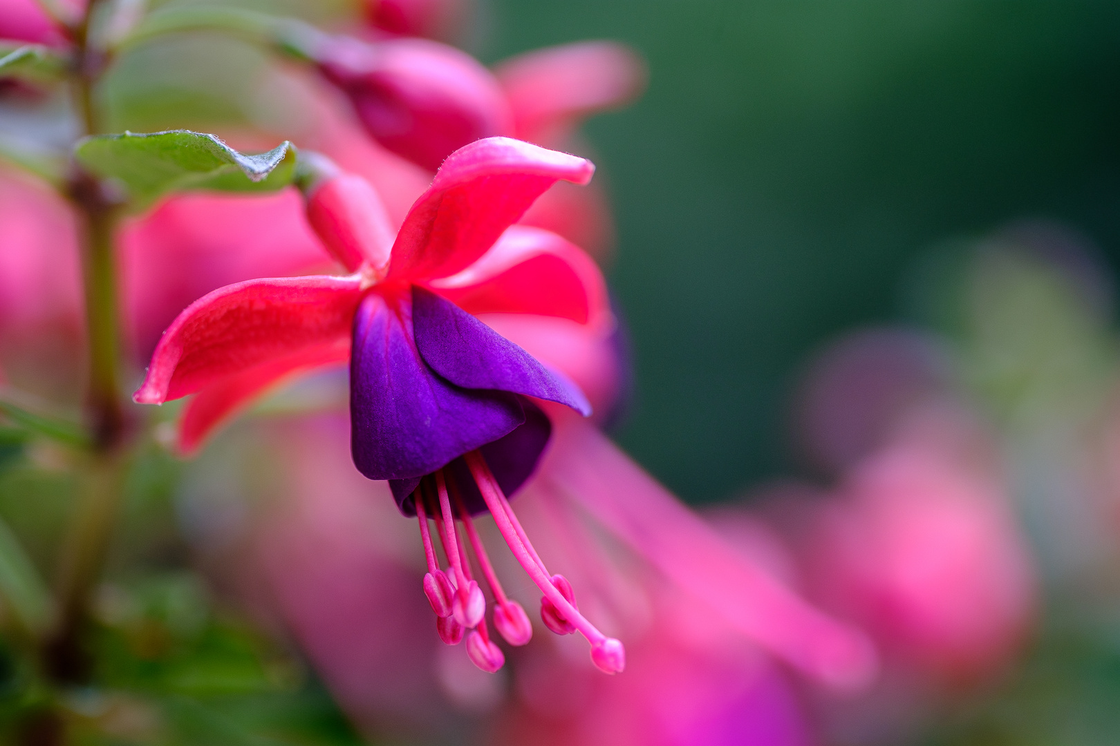 Fuchsie im Farbenrausch