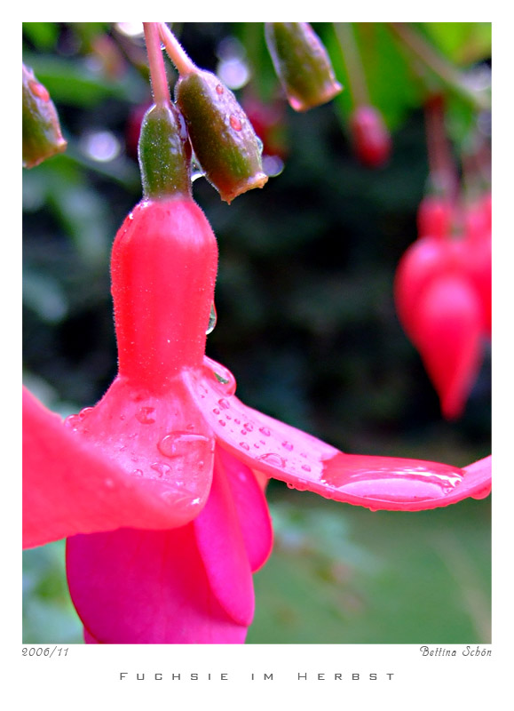 Fuchsie im Herbst