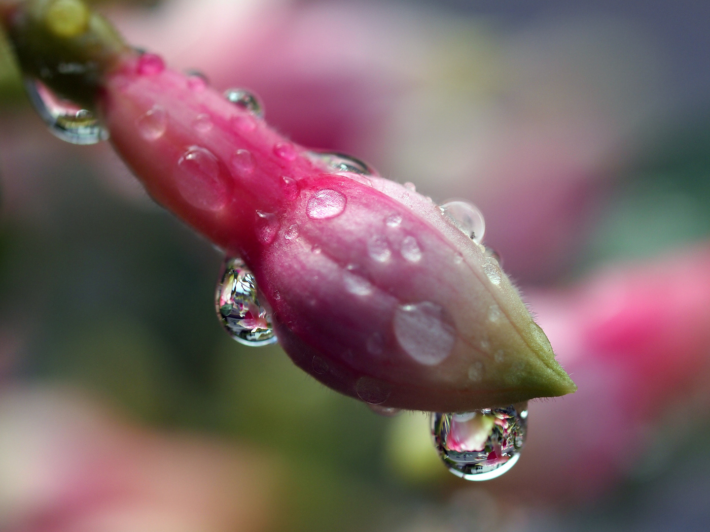 fuchsie im regen