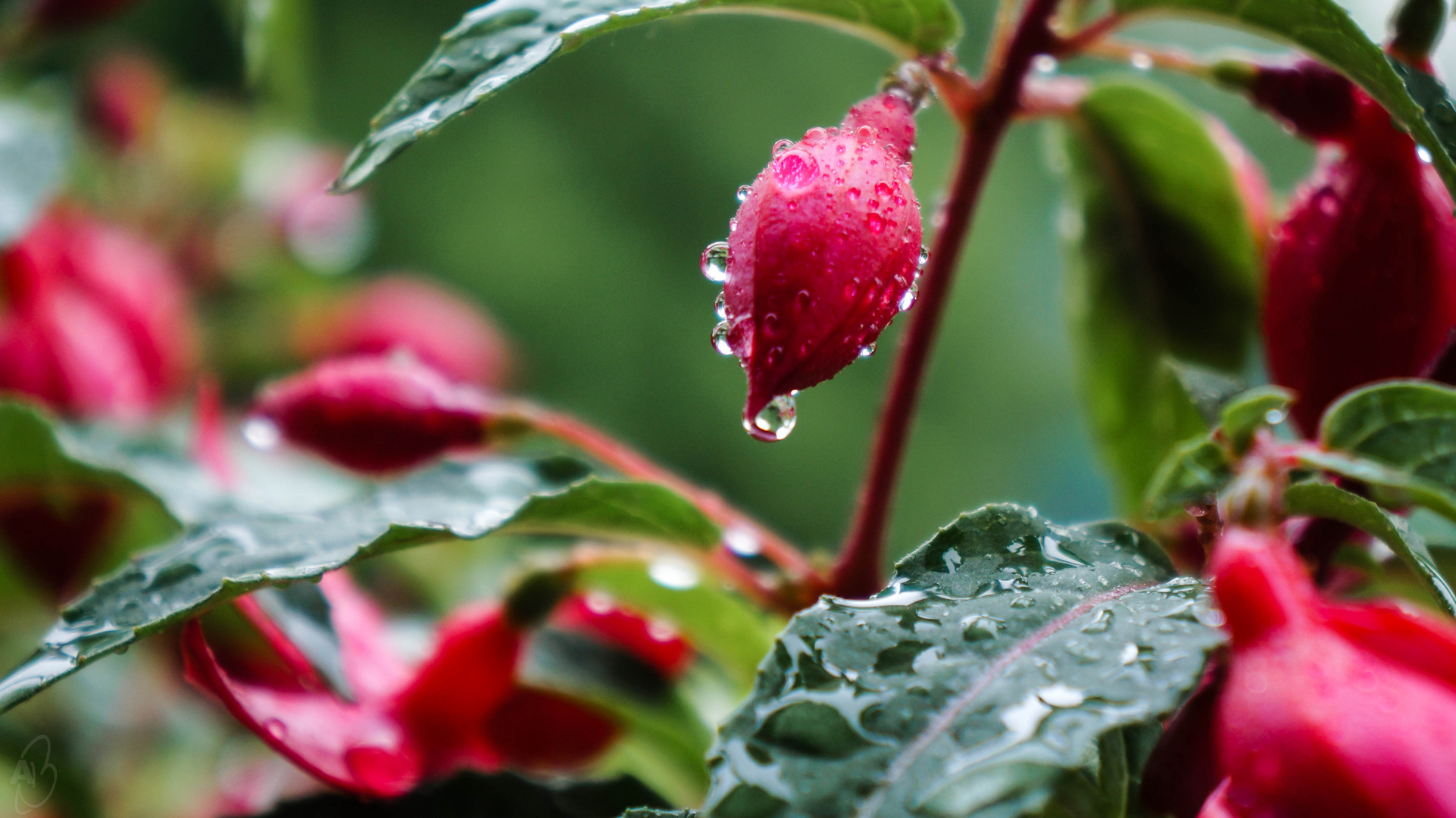 Fuchsie im Regen