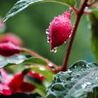 Fuchsie im Regen