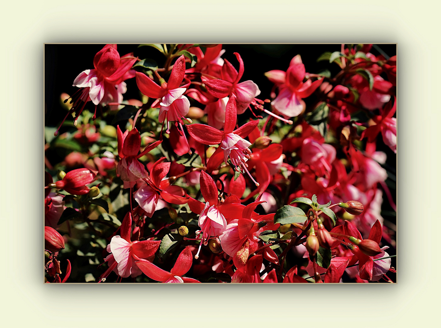 Fuchsie in der Sommersonne