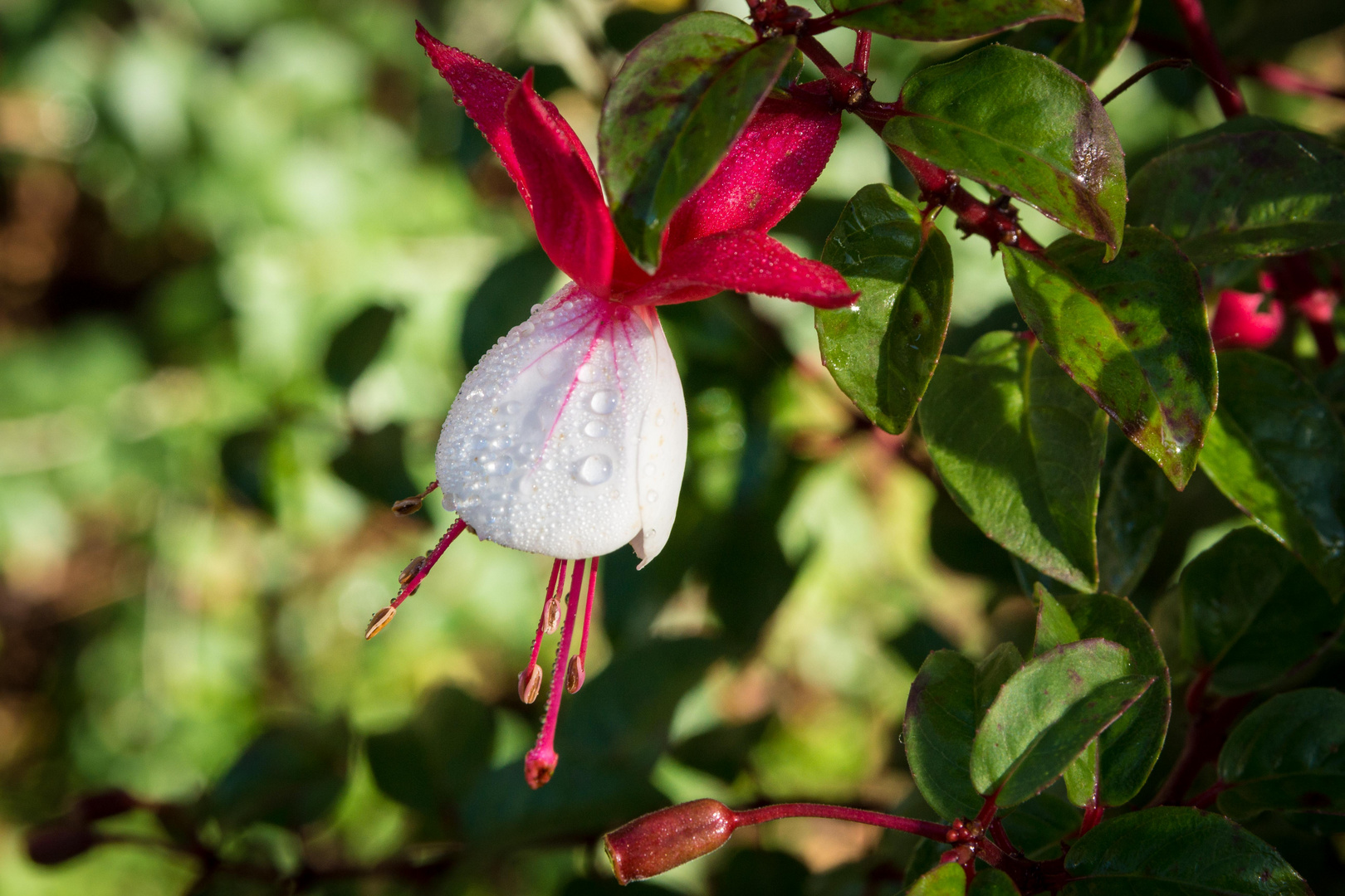 Fuchsie in Fürnsal