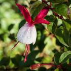 Fuchsie in Fürnsal