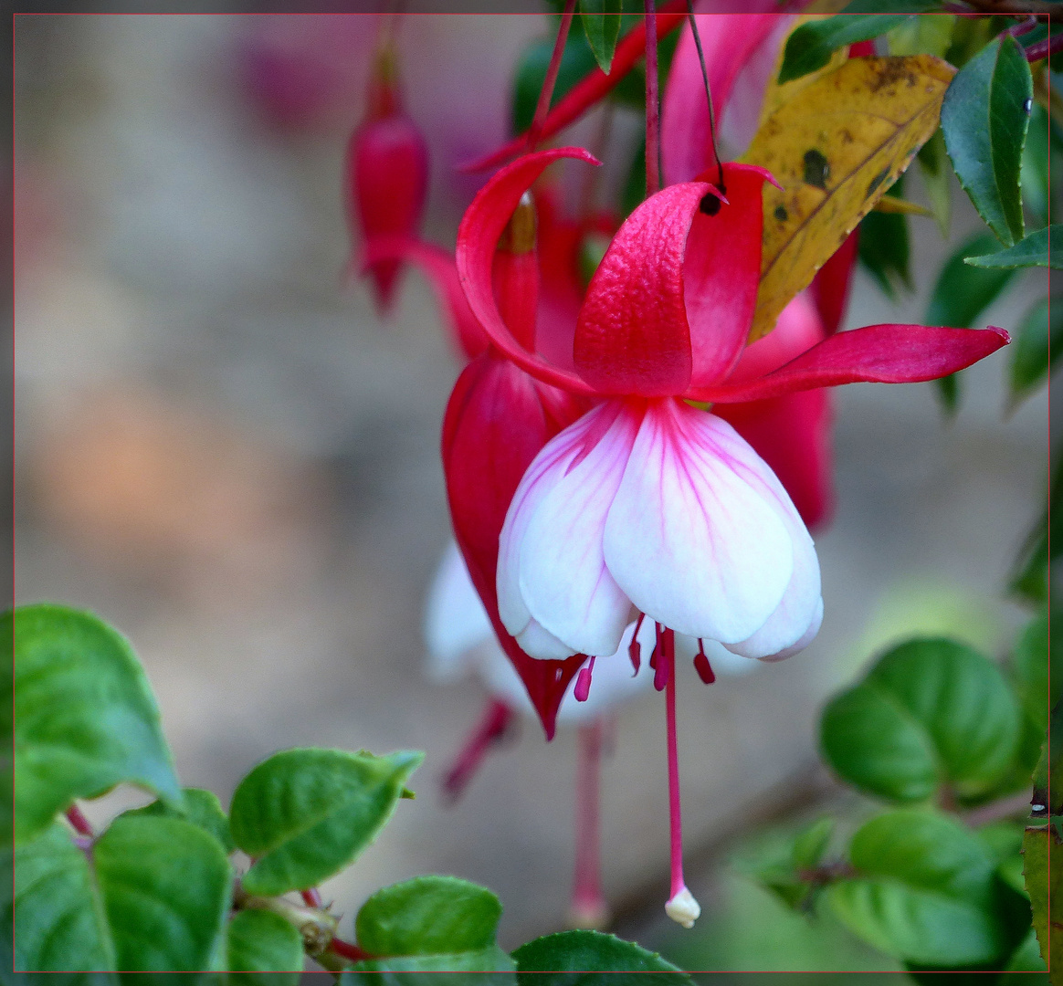 Fuchsie in rot-weiß