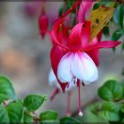 Fuchsie in rot-weiß