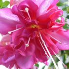 Fuchsie in voller Pracht