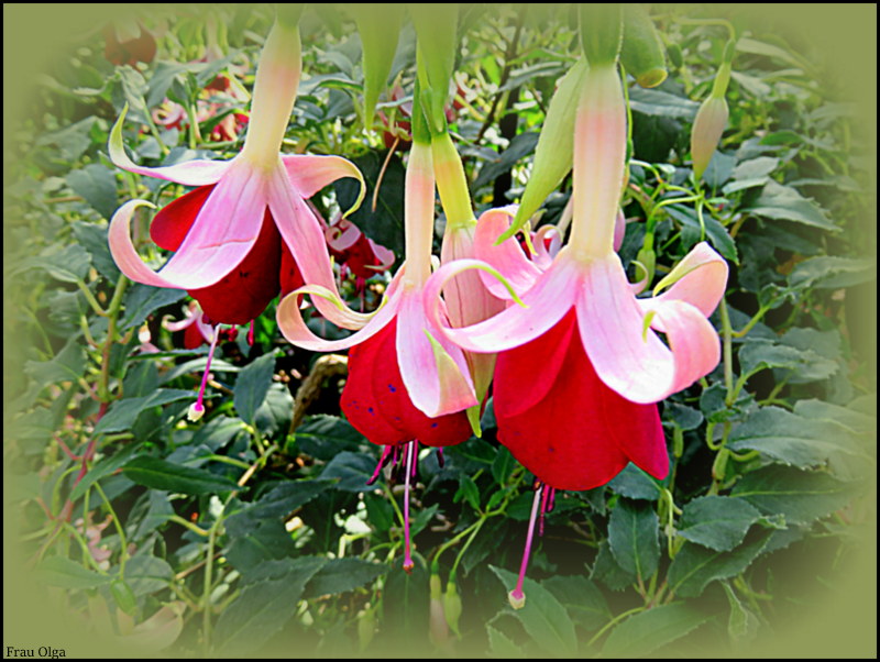  Fuchsie läutet das Wochenende ein