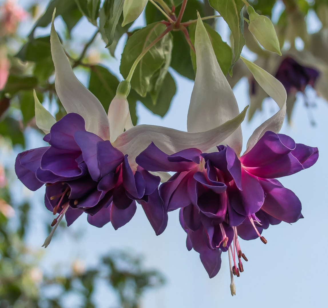 FUCHSIE LEUCHTET