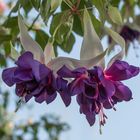 FUCHSIE LEUCHTET